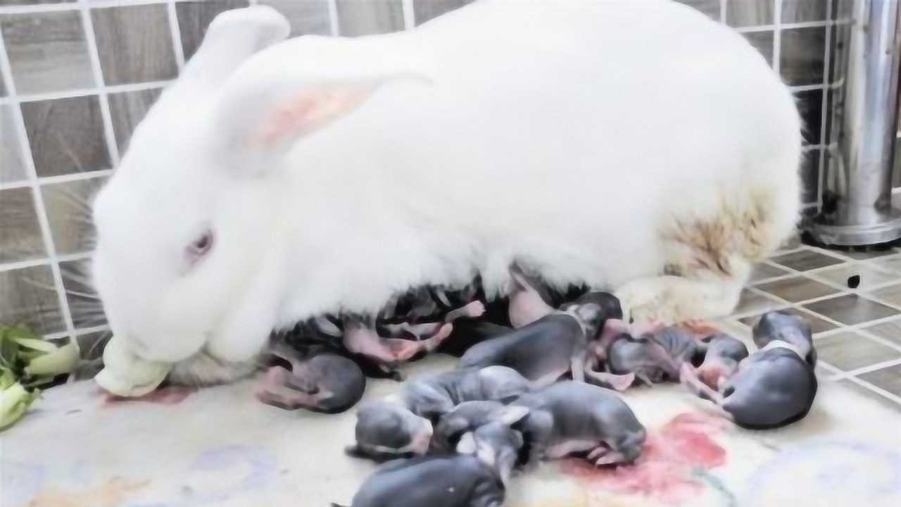刚出生的小兔子为何兔妈妈会选择咬死它们看完涨见识了