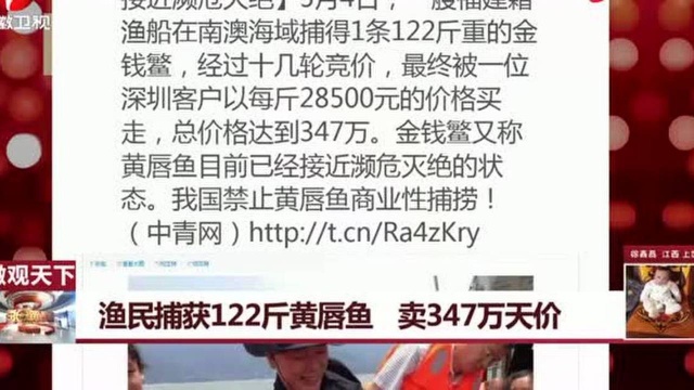 微观天下:渔民捕获122斤黄唇鱼,卖347万天价