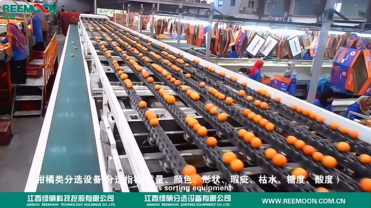 绿萌分选设备水果分选应用 