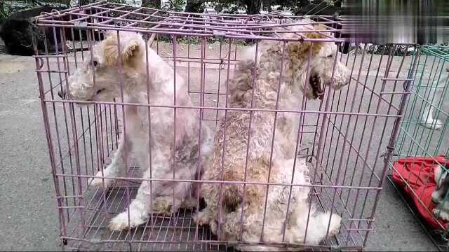 近距离拍到猎狐梗猛犬,这狗看着温顺老实,其实很凶猛,喜欢争斗