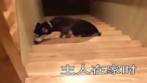 主人在家时跟不在家时，哈士奇判若两狗！