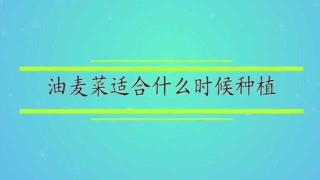 油麦菜适合什么时候种植