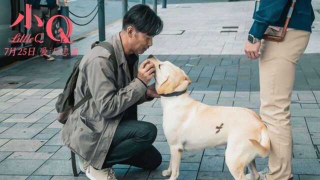 导盲犬《小Q》催泪升级,比日版感动加倍,一生陪伴治愈失意人生