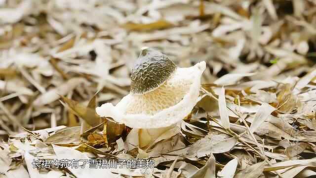 源味中国:上好的野生竹荪,价值堪比黄金,却比黄金稀有