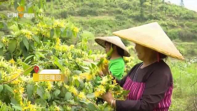 湖南这里种植的金银花全国最多!当地18万种植户赚了7亿多元