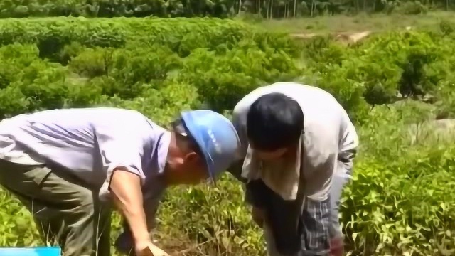 罗牛山养猪场项目尾水泄漏管道已修复