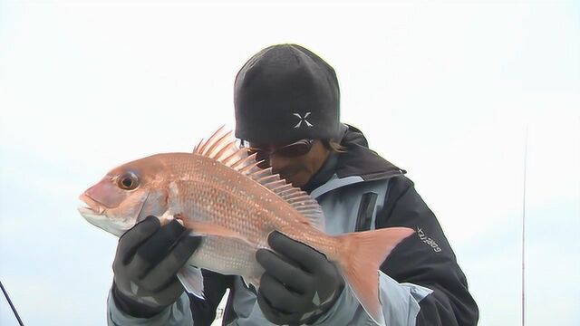 海钓的真鲷鱼,形态完美刺身佳品!