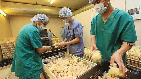 小鸡如何批量孵化？镜头记录工厂生产全程，罕见镜头让人觉得可怜