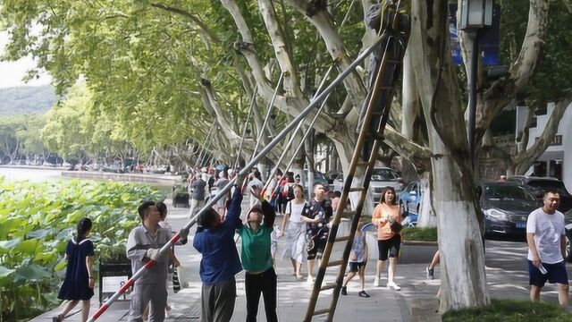 立秋至台风来 园林工人为杭州西湖景区行道树装上“保险杠”