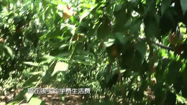 爱心助农:桃意满满 共渡难关