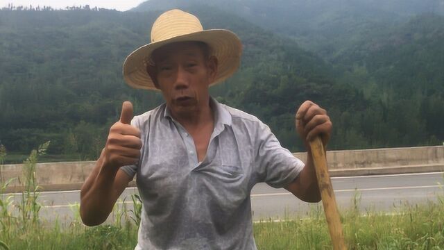 农村老人山上开荒,种植这种营养价值很高的山货,城市根本买不到