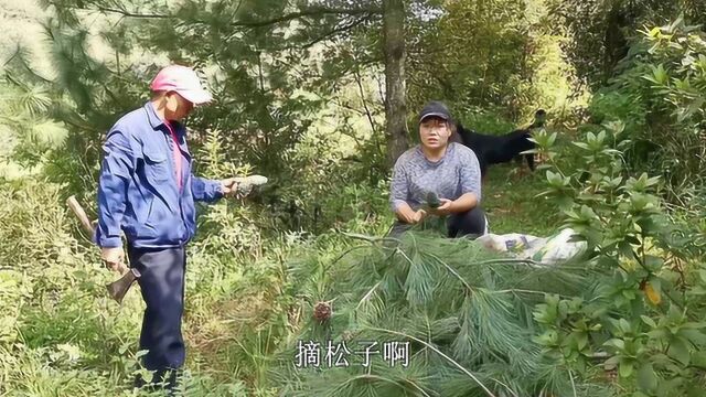 城市里要用钱买的松子,在云南大山里遍地都是,随便摘!