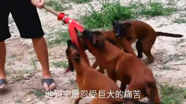 马犬,美的让人窒息的犬种!