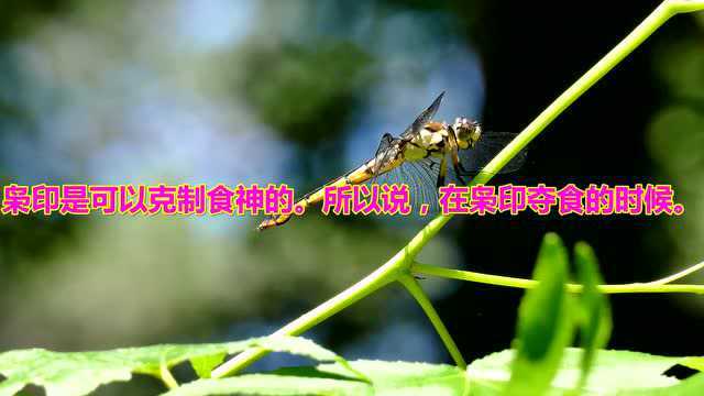 八字入门基础 第九章 食神和伤官的详细论述