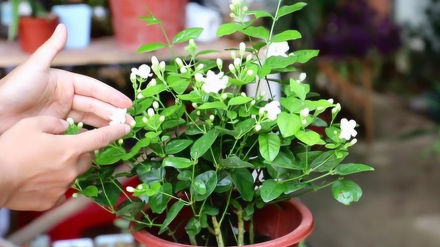 秋季养茉莉,做好这2点,茉莉还可以爆开花,花量不比夏天差