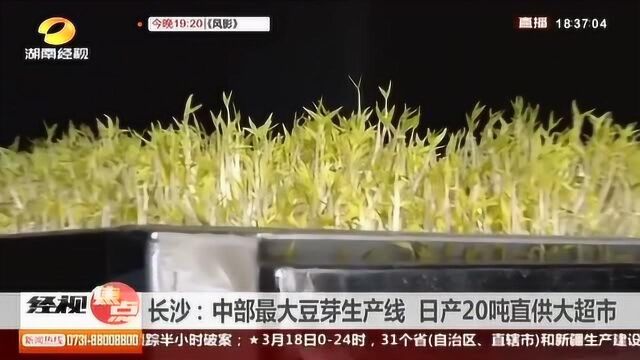 长沙:中部最大豆芽生产线,日产20吨直供大超市