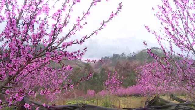 云赏花 | 峨眉山南十里桃花,乐山这个小村的春天美翻了