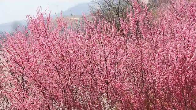 河北武安梅花绽放