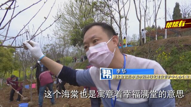 宜建钟情,福运昌盛!福建医疗队和宜昌人民共植友谊林