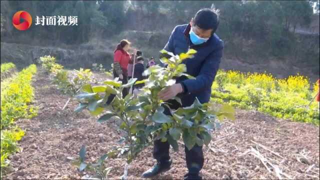 四川苍溪 纪委督促 组织40余名农技员送服务