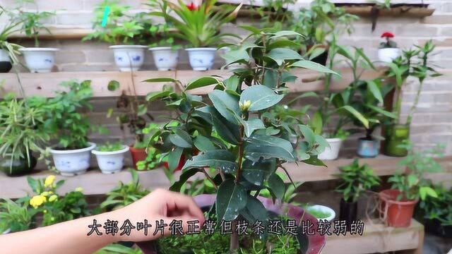 第一年长苞的茶花如何疏蕾?一定要“留种”,来保证开花和复花