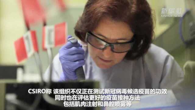 澳国家科学机构宣布开始新冠病毒候选疫苗临床前试验