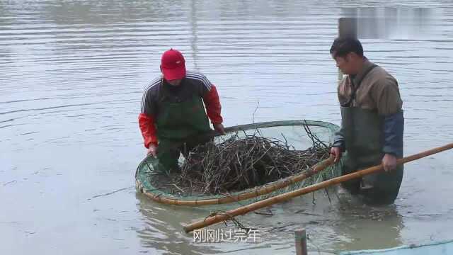 揭秘真实阳澄湖大闸蟹蟹农的生活