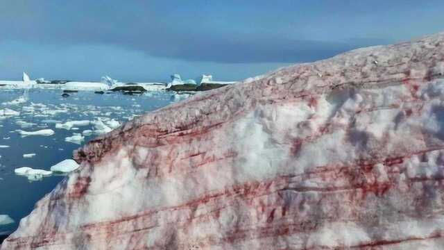 南极惊现粉红色的西瓜雪!如此异象是好是坏?科学家:大事不妙