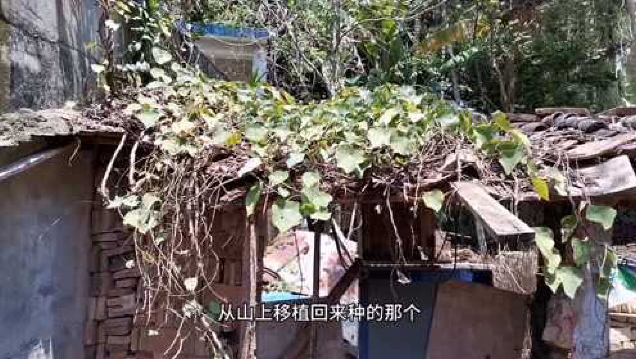 山上柿子树挖回来怎么种 1280