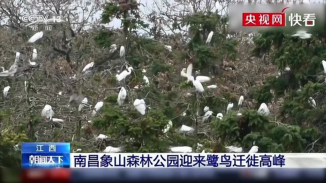 江西 南昌象山森林公园迎来鹭鸟迁徙高峰