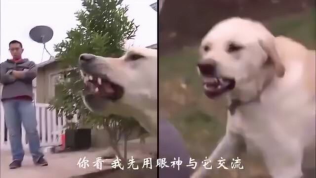 狗语专家教你如何驯服一条暴怒的猎犬