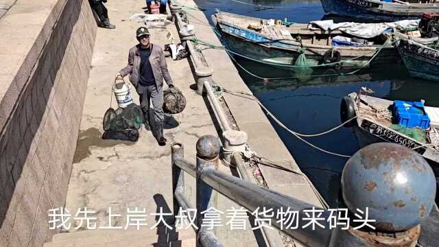 小宁赶海收网,捕获星碟鱼皮皮虾梭鱼,狡猾的八爪鱼吐墨汁黑一片