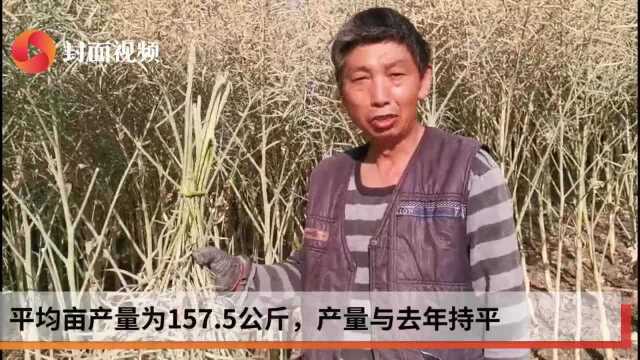 生活重启|荣县17.7万亩油菜抢收忙 最高亩产量可达211公斤