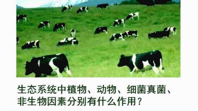 5.北师大版生物八下23.2生态系统概述——生态系统各组成成分的作用