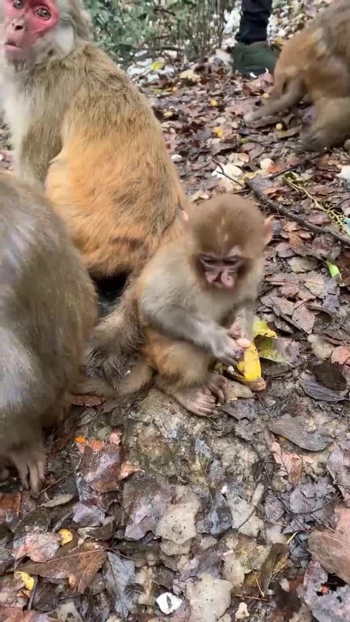 可怜的小猴子在打架时被抓坏了鼻子心疼的同时还有点想笑