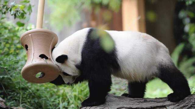 “悬心未放”!成都基地大熊猫核酸检测结果来了,专家权威公布!