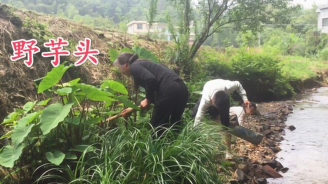 河边野芋头疯长,小伙和丈母娘挖了一筐回家种,这下有酸芋菏吃了