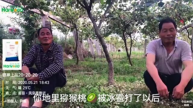 欧神营养套餐治疗猕猴桃黄化——快、准、狠!