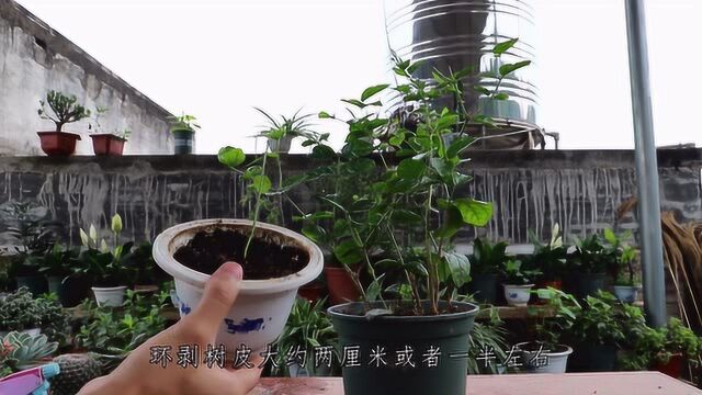 茉莉花不用买,一个枝条就能有几种繁殖方法,教你怎么做