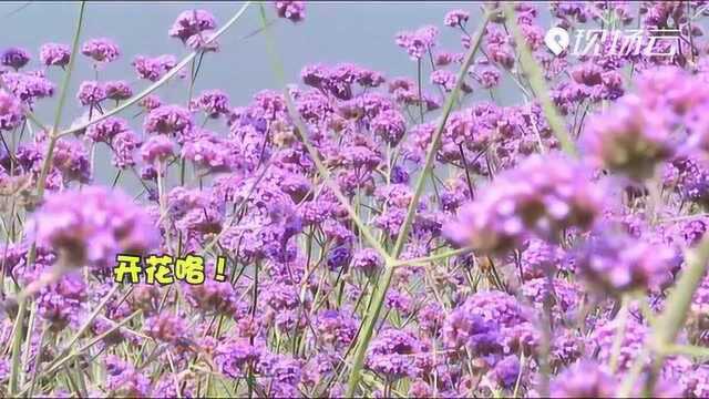 攀枝花:开花咯!平地花海美景如画