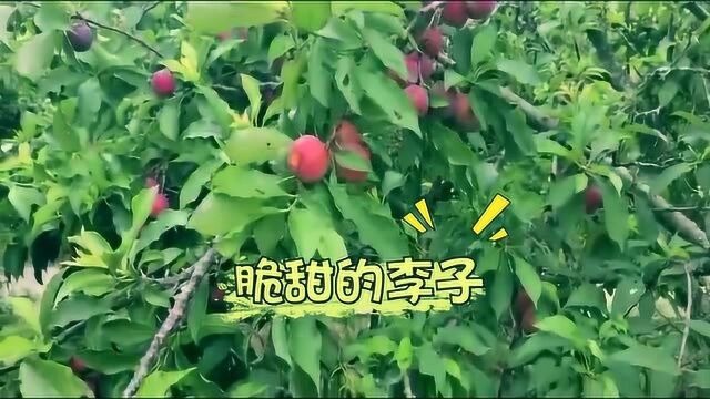 怀集凤岗三华李