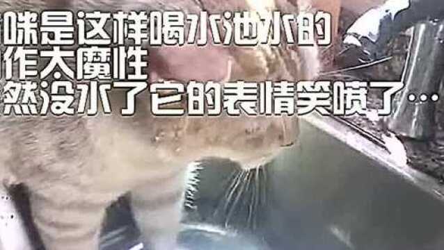 猫咪是这样喝水池水的,动作太魔性!突然没水了它的表情搞笑了……