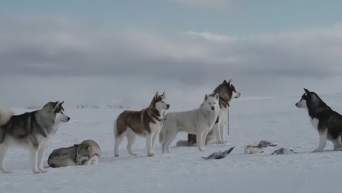 真实事件改编，8只狗狗在南极独立生存175天，只为主人的一句承诺