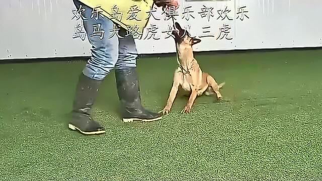 欢乐岛爱犬俱乐部欢乐岛马犬路虎女儿三虎