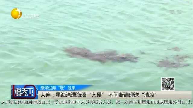 大连:星海湾遭海藻“入侵”不间断清理送“清凉”