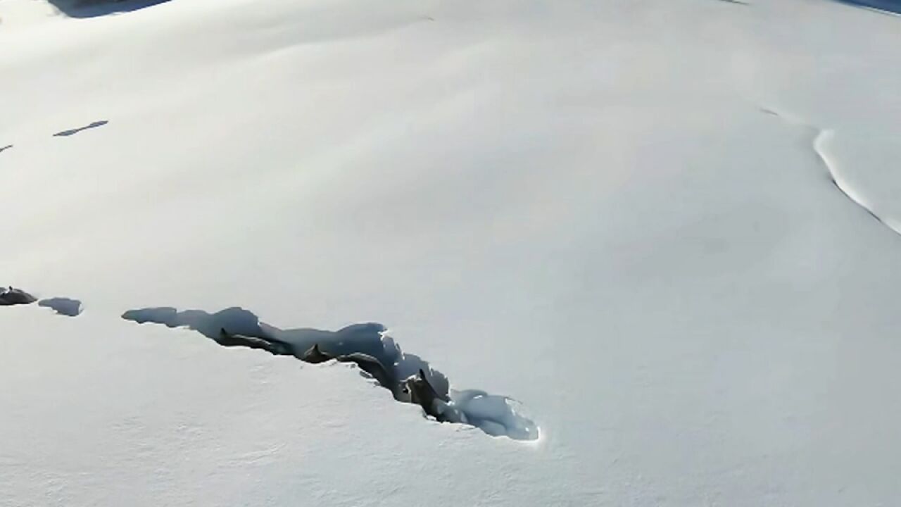 狼群雪中列队出行!新疆狼群在积雪下挖出一条路