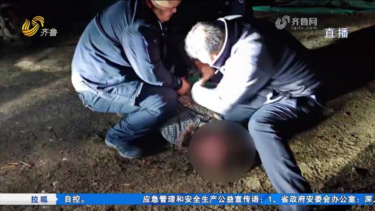 邹城:路边法桐树遭“黑手”,树干树枝被砍,民警夜间蹲守抓现行