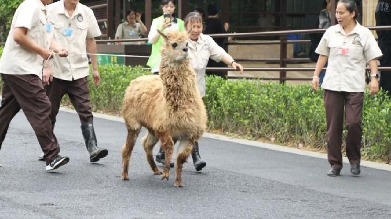 野生动物“洗剪吹”套餐来了!给羊驼做清凉造型竟然这么费劲