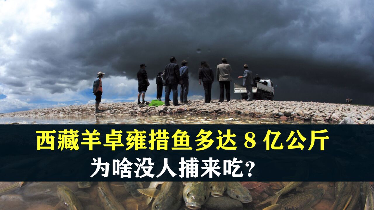 西藏羊卓雍措鱼多达8亿公斤,可以直接徒手捞,为啥没人捕来吃?