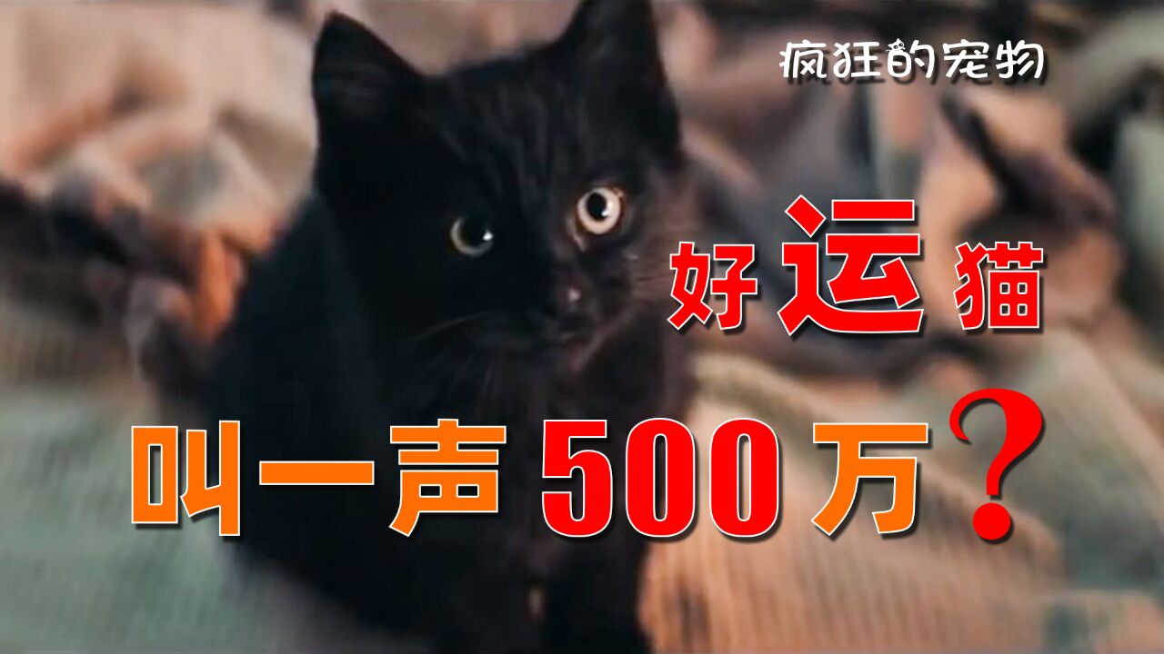 小黑猫一声叫,就能带来500万!这样的小猫咪你想要吗?